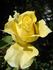 Coucou rose photo