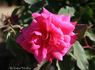 Red Sweetheart rose photo