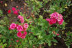 Rote Teschendorffs Jubiläumsrose rose photo