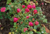 Rosette rose photo