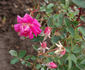 Elise Kreis rose photo