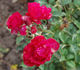 Belvédère rose photo