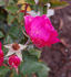 Siegeslied rose photo