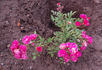 Stadtrat Meyn rose photo