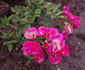 Stadtrat Meyn rose photo
