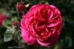 Cherryade rose photo