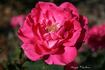 Cherryade rose photo
