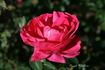 Cherryade rose photo