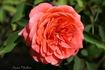 Cimarosa rose photo