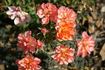 Bojangles rose photo