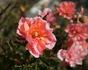 Bojangles rose photo