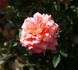 Hawaiian Belle rose photo