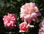 Hawaiian Belle rose photo