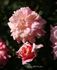 Hawaiian Belle rose photo