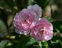 Schlossgarten rose photo