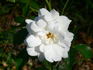 Carte Blanche ® rose photo