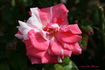 Tickles rose photo