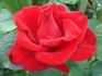 First Red rose photo