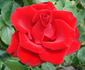 First Red rose photo