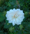 Bouquet Tout Fait rose photo