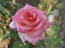 Laguna rose photo