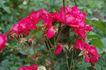 Elbefreude x Dornröschen rose photo