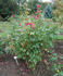 Elbefreude x Dornröschen rose photo