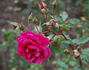 Salza rose photo