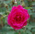 Salza rose photo