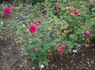 Salza rose photo