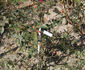 Botaniste Henri Grimm rose photo