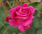 Madame Charles Detreaux rose photo
