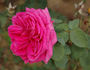 Madame Charles Detreaux rose photo