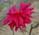 Applause rose photo