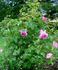 Wisley rose photo