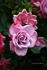 Herbie rose photo