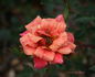 Copper Sunset ™ rose photo