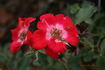 Hoot Owl rose photo