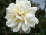 Swantje rose photo
