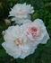 Bouquet Tout Fait rose photo