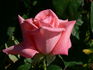 Cloud Nine rose photo