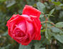 Fortissimo rose photo