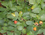 Korona, Cl. rose photo