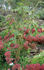 Bonn rose photo
