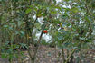 Nordhausen rose photo