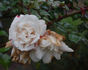 Gloria di Roma, Cl. rose photo