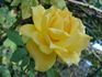 Coucou rose photo