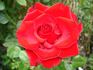 First Red rose photo