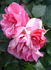 Expo 64 rose photo