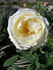 Cyril Fletcher rose photo